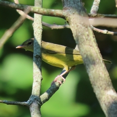 Geothlypis philadelphia