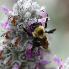 Bombus bimaculatus