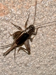 Eunemobius carolinus