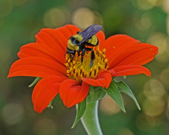 Bombus sonorus