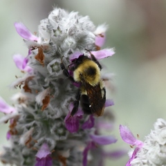Bombus bimaculatus