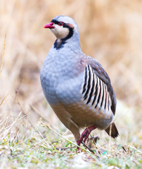 Alectoris chukar