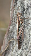 Schistocerca americana