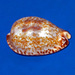 Black-spotted Cowrie - Photo (c) Hectonichus, some rights reserved (CC BY-SA)