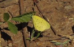 Eurema smilax