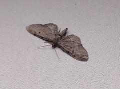 Eupithecia absinthiata