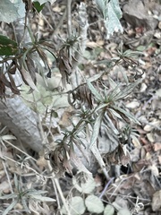 Diplacus aurantiacus