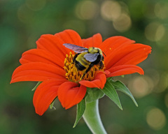 Bombus sonorus