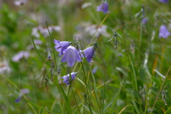 Campanula rotundifolia