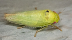 Iassinae