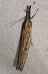 Fissicrambus mutabilis