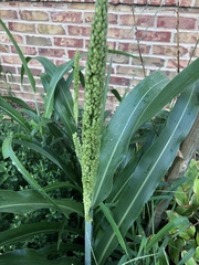 Sorghum
