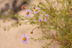 Brachyscome ciliaris