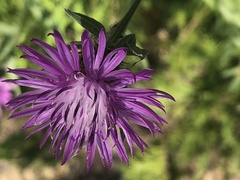 Centaurea jacea