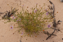 Brachyscome ciliaris