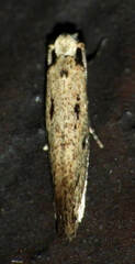 Tineidae