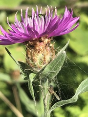 Centaurea jacea