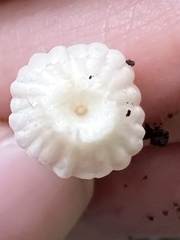 Marasmius capillaris
