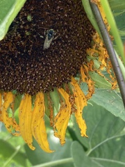 Melissodes trinodis