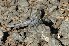 Erythemis collocata