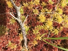 Sphagnum magellanicum