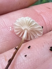 Marasmius capillaris