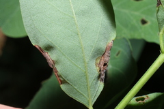 Obolodiplosis robiniae