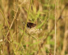 Erynnis baptisiae