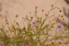 Brachyscome ciliaris