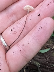 Marasmius capillaris