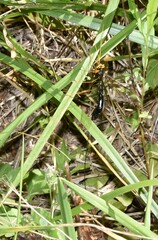 Megarhyssa atrata