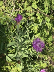 Centaurea jacea