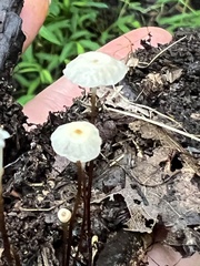 Marasmius capillaris