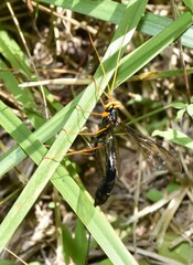 Megarhyssa atrata