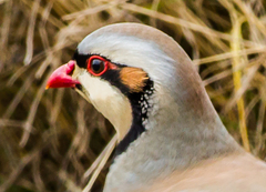 Alectoris chukar