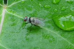 Anthomyia illocata