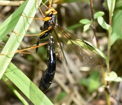 Megarhyssa atrata