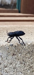 Phloeodes diabolicus
