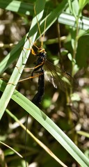 Megarhyssa atrata