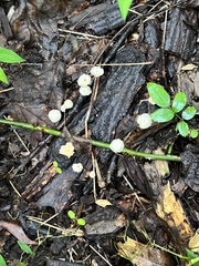Marasmius capillaris