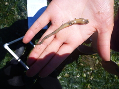 Leptosynapta clarki