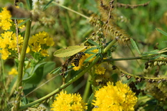 Dolichovespula arenaria