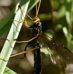 Megarhyssa atrata