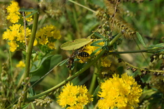 Dolichovespula arenaria
