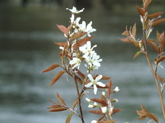 Amelanchier