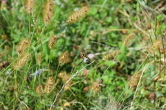 Argiope trifasciata
