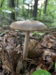 Amanita vaginata