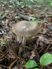 Amanita vaginata