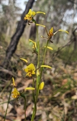 Diuris maculata