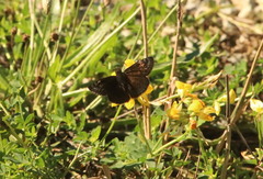Erynnis baptisiae